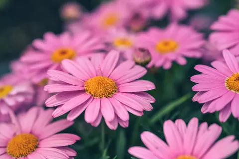 Fondo de pantalla Macro de flor 4K · flowers · 3840×2560