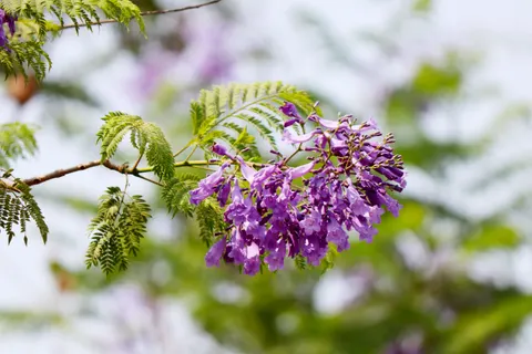 विस्टेरिया 4K वॉलपेपर · flowers · 3840×2560