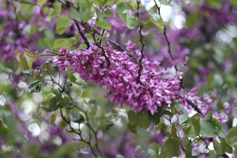Fondo de pantalla Glicina 4K · flowers · 3840×2560