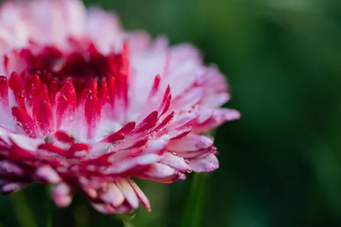 Blumen-Makro 4K Hintergrundbild · flowers · 3840×2560