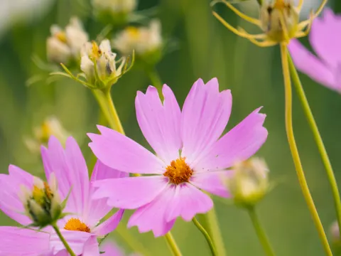 Обои Макро цветка 4K · flowers · 3840×2883