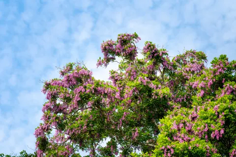 विस्टेरिया 4K वॉलपेपर · flowers · 3840×2561