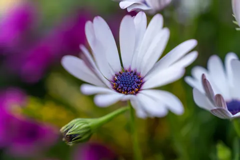Обои Макро цветка 4K · flowers · 3840×2560