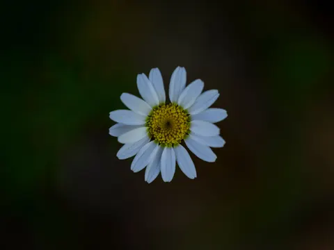 Flower Macro 4K Wallpaper · flowers · 3840×2880