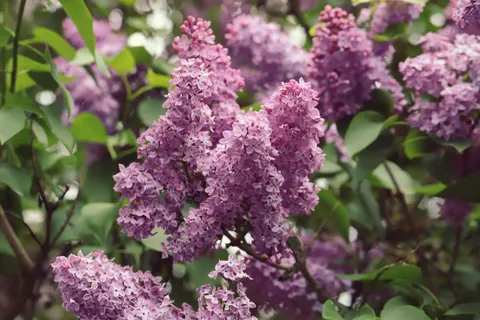 विस्टेरिया 4K वॉलपेपर · flowers · 3840×2560