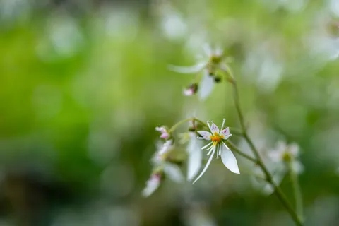 꽃 접사 4K 배경화면 · flowers · 3840×2561
