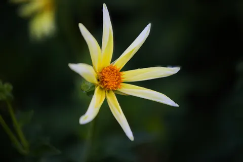 꽃 접사 4K 배경화면 · flowers · 3840×2560