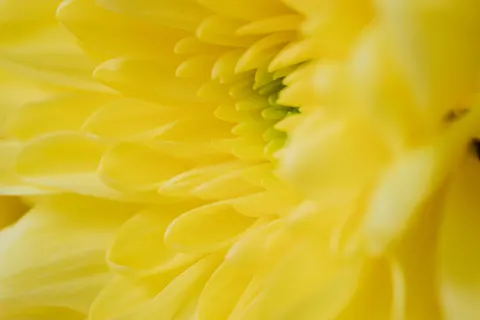 花卉微距 4K壁纸 · flowers · 3840×2560