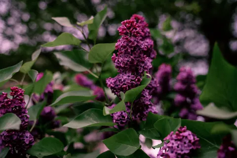 Fondo de pantalla Glicina 4K · flowers · 3840×2561