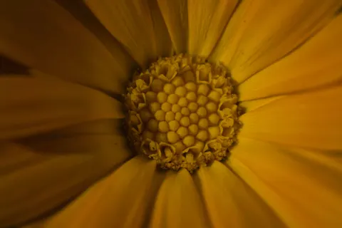 花卉微距 4K壁纸 · flowers · 3840×2560