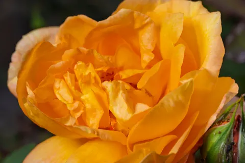 花卉微距 4K壁纸 · flowers · 3840×2560