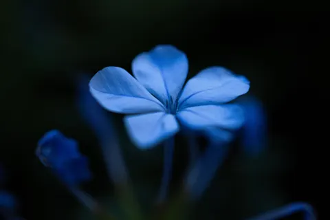 Flower Macro 4K Wallpaper · flowers · 3840×2560