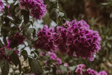 विस्टेरिया 4K वॉलपेपर · flowers · 3840×2563