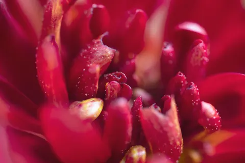 花のマクロ 4K壁紙 · flowers · 3840×2560