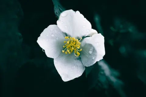 花卉微距 4K壁纸 · flowers · 3840×2560