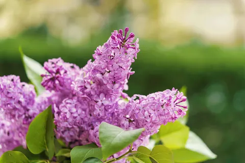 विस्टेरिया 4K वॉलपेपर · flowers · 3840×2561