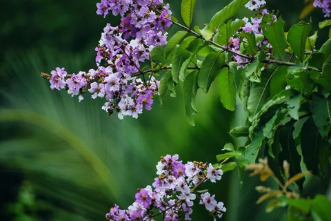 विस्टेरिया 4K वॉलपेपर · flowers · 3840×2560