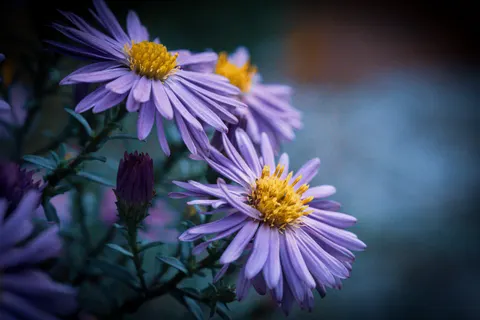 Fond d'écran Macro de fleur 4K · flowers · 3840×2560