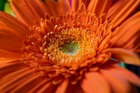 花のマクロ 4K壁紙 · flowers · 3840×2560