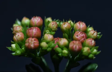 花卉微距 4K壁纸 · flowers · 3840×2458