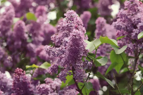 विस्टेरिया 4K वॉलपेपर · flowers · 3840×2560