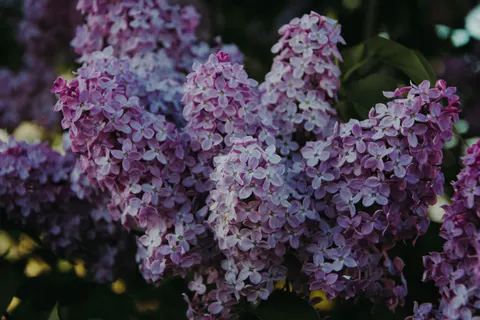 Fondo de pantalla Glicina 4K · flowers · 3840×2560
