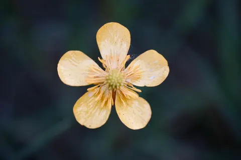 Fondo de pantalla Macro de flor 4K · flowers · 3840×2560