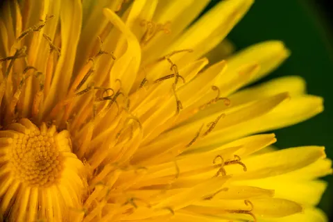 Fondo de pantalla Macro de flor 4K · flowers · 3840×2561