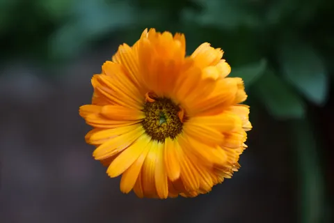 Flower Macro 4K Wallpaper · flowers · 3840×2560