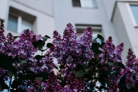 विस्टेरिया 4K वॉलपेपर · flowers · 3840×2560