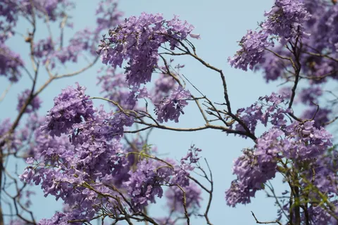 Fondo de pantalla Glicina 4K · flowers · 3840×2560