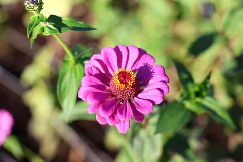 Обои Макро цветка 4K · flowers · 3840×2560