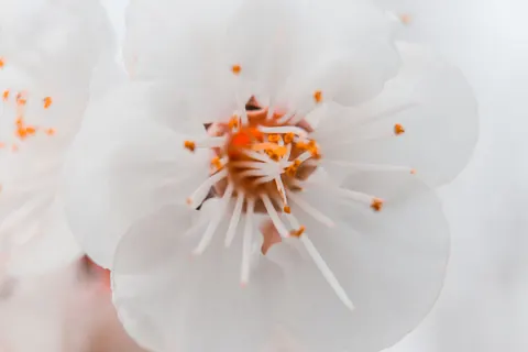 花卉微距 4K壁纸 · flowers · 3840×2560