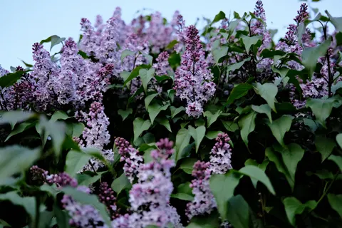 विस्टेरिया 4K वॉलपेपर · flowers · 3840×2560