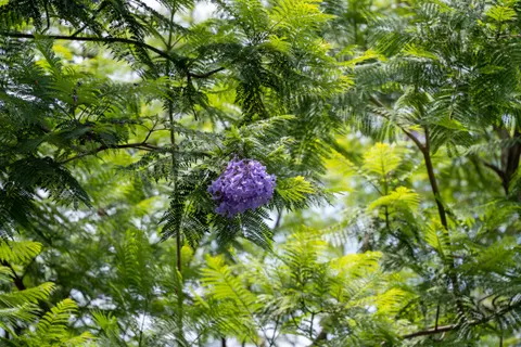 विस्टेरिया 4K वॉलपेपर · flowers · 3840×2560