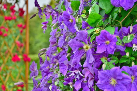 विस्टेरिया 4K वॉलपेपर · flowers · 3840×2560