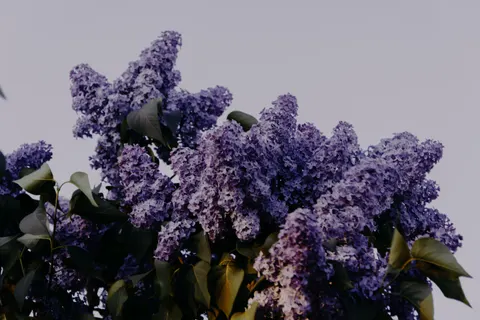विस्टेरिया 4K वॉलपेपर · flowers · 3840×2560