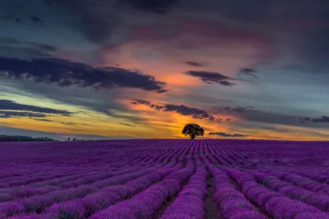 Lavender Field 4K Wallpaper · flowers · 3840×2563