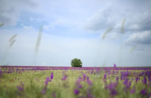 薰衣草田 4K壁纸 · flowers · 3840×2510