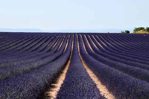 Lavender Field 4K Wallpaper · flowers · 3840×2560