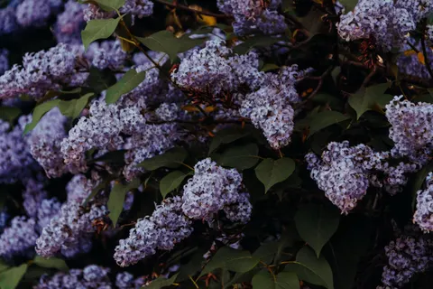 विस्टेरिया 4K वॉलपेपर · flowers · 3840×2560