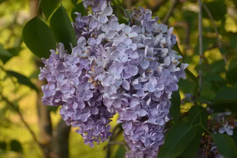 विस्टेरिया 4K वॉलपेपर · flowers · 3840×2560