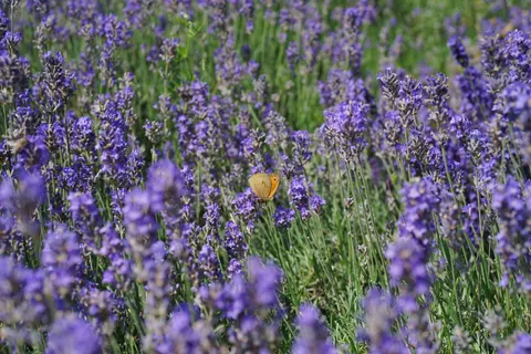 Fond d'écran Champ de lavande 4K · flowers · 3840×2560