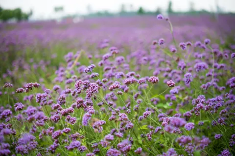 Lavender Field 4K Wallpaper · flowers · 3840×2560