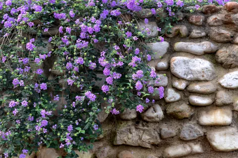 विस्टेरिया 4K वॉलपेपर · flowers · 3840×2560