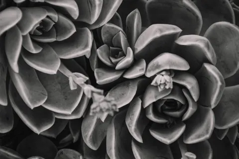 다육식물 4K 배경화면 · flowers · 3840×2560