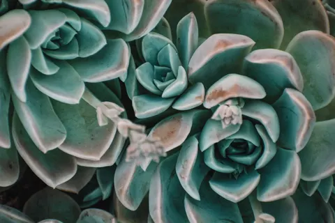 다육식물 4K 배경화면 · flowers · 3840×2560