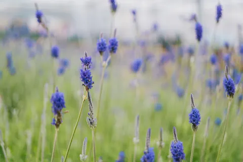 라벤더 밭 4K 배경화면 · flowers · 3840×2560