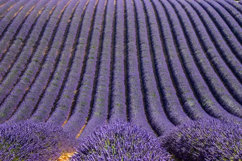 Fond d'écran Champ de lavande 4K · flowers · 3840×2560