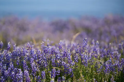 라벤더 밭 4K 배경화면 · flowers · 3840×2560